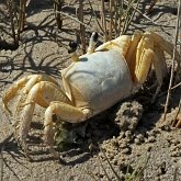 Invertebrates, others - Crustaceans