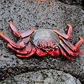 Invertebrados, outros - Crust&#225;ceos