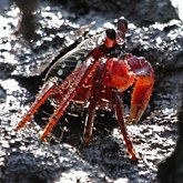 Invertebrados, outros - Crust&#225;ceos