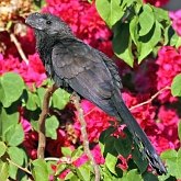 Birds Non Passeriformes - Cuckoos