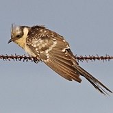 Birds Non Passeriformes - Cuckoos