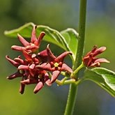 Cynanchum rossicum
