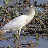 Ptaki Non Passeriformes - Czaple, ibisy, pelikany, bociany