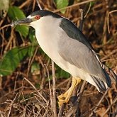 Ptaki Non Passeriformes - Czaple, ibisy, pelikany, bociany