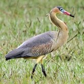 Ptaki Non Passeriformes - Czaple, ibisy, pelikany, bociany