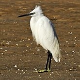 Ptaki Non Passeriformes - Czaple, ibisy, pelikany, bociany