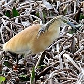 Ptaki Non Passeriformes - Czaple, ibisy, pelikany, bociany