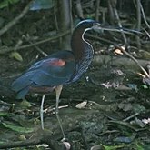 Ptaki Non Passeriformes - Czaple, ibisy, pelikany, bociany