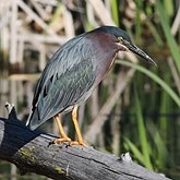Ptaki Non Passeriformes - Czaple, ibisy, pelikany, bociany