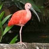 Ptaki Non Passeriformes - Czaple, ibisy, pelikany, bociany