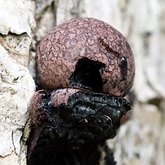 Daldinia sp.