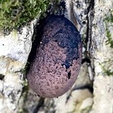 Daldinia sp.