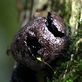 Daldinia sp.