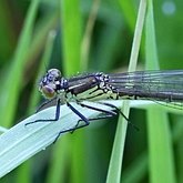 Insects - Damselflies (Odonata, Zygoptera)