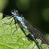 Insects - Damselflies (Odonata, Zygoptera)