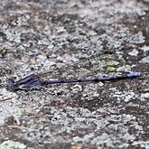 Insects - Damselflies (Odonata, Zygoptera)