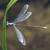 Insects - Damselflies (Odonata, Zygoptera)