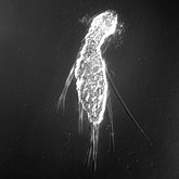 Dasydytes lamellatus