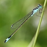 Insectes - Demoiselles (Odonata, Zygoptera)