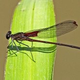 Insectes - Demoiselles (Odonata, Zygoptera)