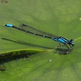 Insectes - Demoiselles (Odonata, Zygoptera)