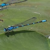 Insectes - Demoiselles (Odonata, Zygoptera)