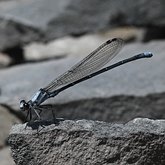 Insectes - Demoiselles (Odonata, Zygoptera)