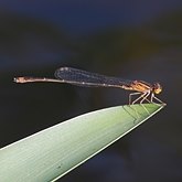 Insectes - Demoiselles (Odonata, Zygoptera)