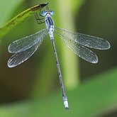 Insectes - Demoiselles (Odonata, Zygoptera)