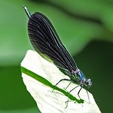 Insectes - Demoiselles (Odonata, Zygoptera)
