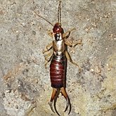 Insectes - Dermapt&#232;res