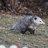 Didelphis virginiana