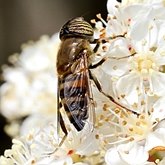 Insects - Dipterans