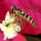 Insects - Dipterans