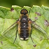 Insects - Dipterans