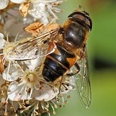 Insectes - Dipt&#232;res