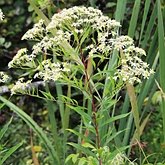 Doellingeria umbellata
