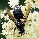 Dolichovespula maculata
