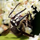 Dolichovespula maculata