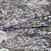 Insetos - Donzelinhas (Odonata, Zygoptera)