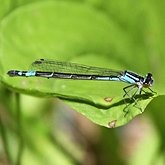 Insetos - Donzelinhas (Odonata, Zygoptera)