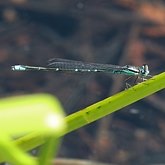 Insetos - Donzelinhas (Odonata, Zygoptera)