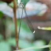 Insetos - Donzelinhas (Odonata, Zygoptera)