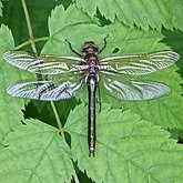 Insects - Dragonflies (Odonata, Anisoptera)