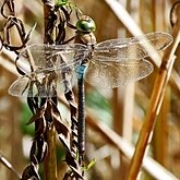 Insects - Dragonflies (Odonata, Anisoptera)