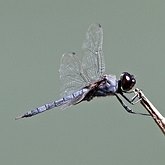 Insects - Dragonflies (Odonata, Anisoptera)