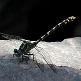 Insects - Dragonflies (Odonata, Anisoptera)