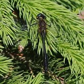 Insects - Dragonflies (Odonata, Anisoptera)
