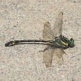 Insects - Dragonflies (Odonata, Anisoptera)