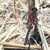 Insects - Dragonflies (Odonata, Anisoptera)